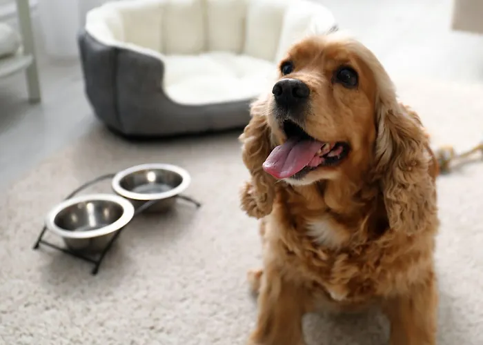 Dog Friendly Hotels in Adelaide
